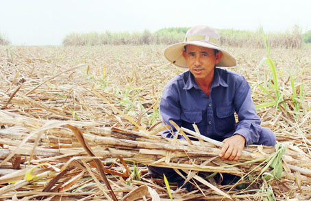 Người trồng mía khốn đốn
