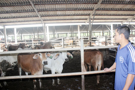 Trang trại vỗ béo bò Úc tại huyện Cẩm Mỹ của Công ty TNHH một thành viên Sơn Thủy Hà đang chuyển dần sang vỗ béo giống bò nội địa.