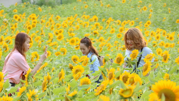 du khách có mặt tại cánh đồng hoa của Hội hoa xuân Trấn Biên để chụp ảnh
