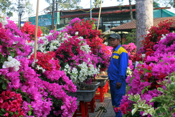 Các loại hoa giấy được nhiều người chọn mua trong dịp tết năm nay