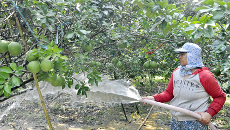 Bà Phạm Thị Nga (ngụ ấp Tân Triều, xã Tân Bình) chăm sóc vườn bưởi trĩu quả để bán sau tết, mong được giá cao.