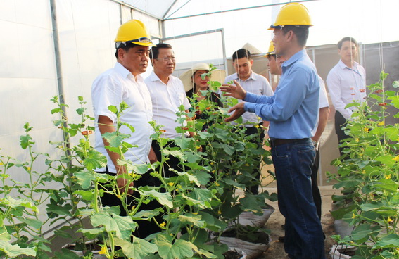 Thứ trưởng Trần Thanh Nam thăm mô hình trồng dưa trong nhà màng tại Công ty TNHH Trang trại Việt (Ảnh: Hải Đình)