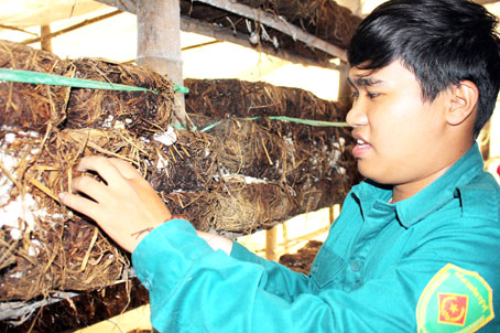 Đoàn viên, dân quân thường trực xã Thiện Tân (huyện Vĩnh Cửu) Nguyễn Quang Vinh theo dõi sự tăng trưởng của nấm rơm.