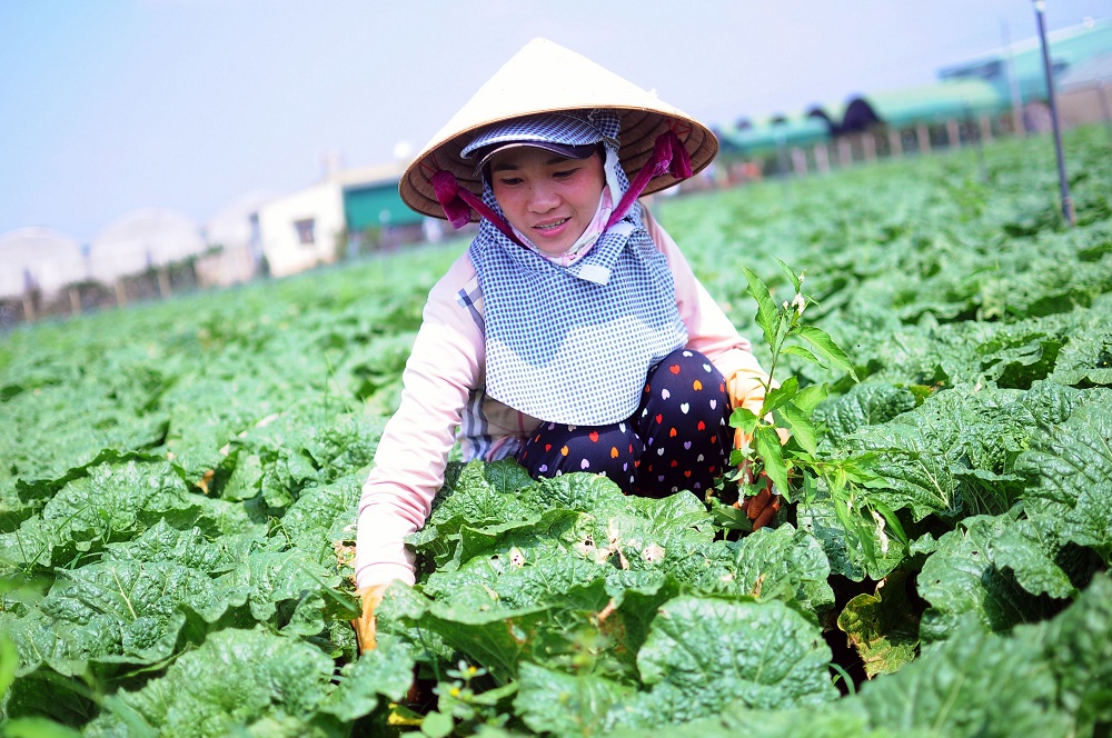 Vùng chuyên canh trồng rau tại xã Xuân Đông, huyện Cẩm Mỹ. Ảnh: TL
