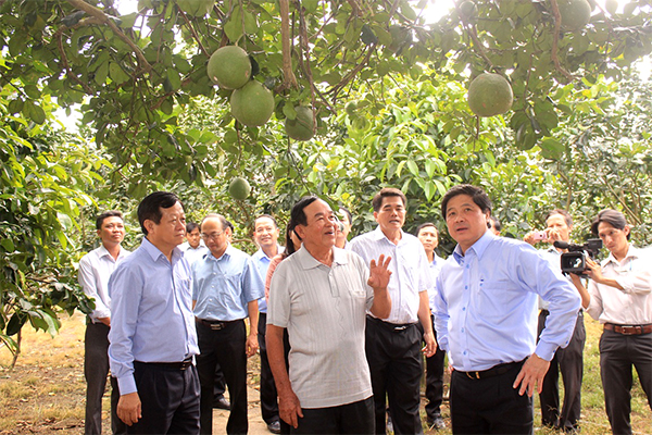 Ông Phan Văn Dẫu (hàng đầu, giữa), chủ Trang trại bưởi da xanh Quỳnh Như (xã Trung Hòa, huyện Trảng Bom), đã phát triển 1 mô hình điểm sản xuất giỏi được Đoàn thẩm định nông thôn mới Trung ương đến tham quan.