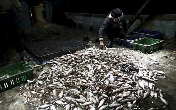 Israel tạm thời mở rộng phạm vi khu vực đánh bắt cá ở Dải Gaza