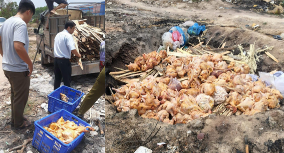 Lực lượng chức năng tiến hành tiêu hủy 290 con gà đã qua giết mổ, không có dấu kiểm dịch (Ảnh: C.T.V)