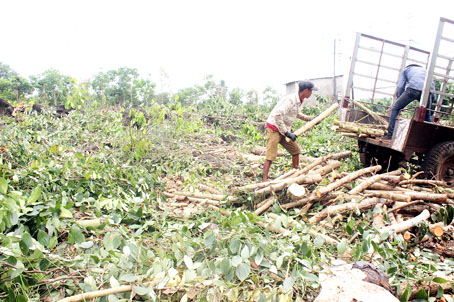 Một vườn tiêu rộng 2 hécta tại xã Thanh Bình (huyện Trảng Bom) vừa bị chặt bỏ dự định chuyển sang trồng chuối xuất khẩu.