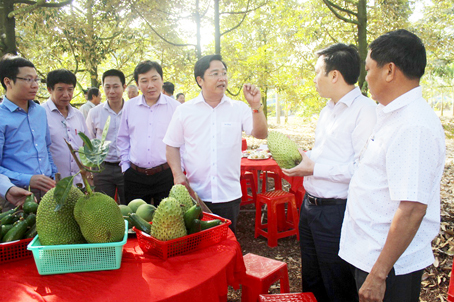 Đoàn thẩm định nông thôn mới trung ương thăm vườn cây ăn trái tại huyện Cẩm Mỹ. Ảnh: T.L