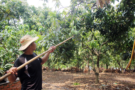 Vụ thu hoạch năm nay, cây xoài lại tiếp tục mất mùa do ảnh hưởng thời tiết thất thường. Trong ảnh: Thu hoạch xoài tại xã Mã Đà (huyện Vĩnh Cửu).