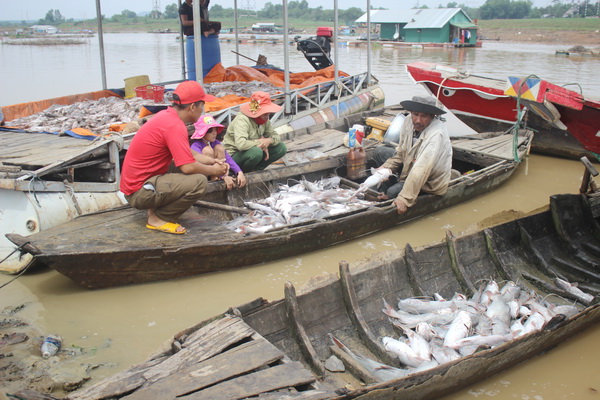 Nhiều bè cá lăng gần đến ngày xuất bán với trọng lượng từ 2-3 kg/con hiện được bán đổ, bán tháo với giá 10 – 20 ngàn đồng/con