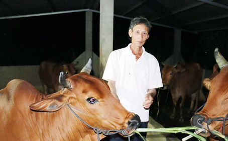 Ông Nguyễn Cáng, ngụ ấp 6, xã Suối Nho (huyện Định Quán) thoát nghèo nhờ vay vốn của Nhà nước nuôi bò.