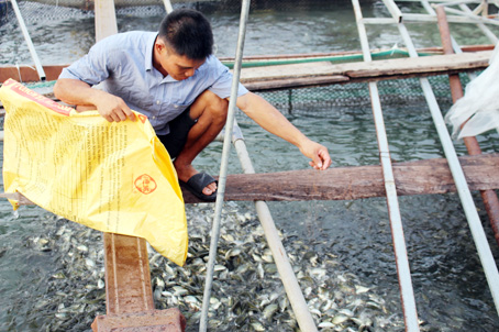 Ông Tám Minh (ở ấp Nhị Hòa, xã Hiệp Hòa) chăm sóc cá dưới bè.