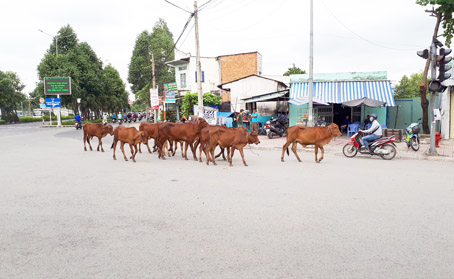 Một đàn bò “dạo chơi” giữa lòng đường tại nút giao giữa đường Nguyễn Du - Nguyễn Ái Quốc, đoạn gần khu vực cầu Hóa An (TP.Biên Hòa), tuyến đường huyết mạch, có lưu lượng phương tiện đông của TP.Biên Hòa. Điều này tiềm ẩn nguy cơ gây mất an toàn giao thông, có khả năng gây ra những va chạm, tai nạn cho người đi đường và các phương tiện giao thông.