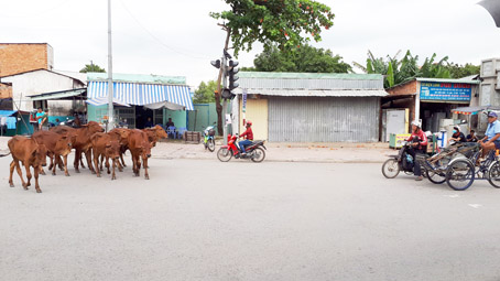 Đàn bò “đối đầu” với các phương tiện giao thông tại khu vực nút giao giữa đường Nguyễn Du - Nguyễn Ái Quốc (TP.Biên Hòa).