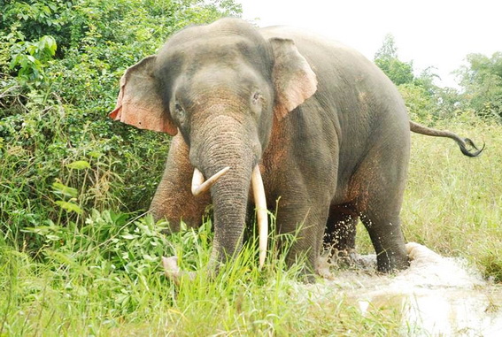 Cá thể voi ngà lệch xuất hiện tại các khu vực ấp 5 và ấp 7, xã Thanh Sơn (huyệnĐịnh Quán)(Ảnh:Tư Liệu)