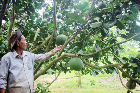 Vườn bưởi da xanh của ông Huỳnh Tấn Chữ đang ở độ tuổi cho năng suất cao.