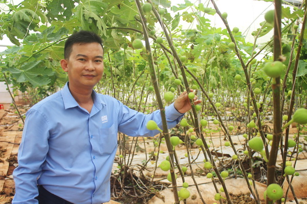 Anh Nguyễn Hồng Đăng Khoa giới thiệu vườn sung Mỹ trồng trong nhà màng ở trang trại tại huyện Cẩm Mỹ đang thu hoạch