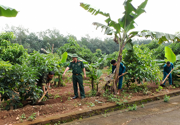 Dân quân Ban Chỉ huy quân sự huyện Thống Nhất chăm sóc vườn tăng gia sau giờ làm việc.