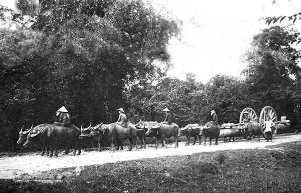 Xe trâu, xe bò thường dùng để chuyên chở. Trong ảnh: Đoàn xe trâu chở gỗ.