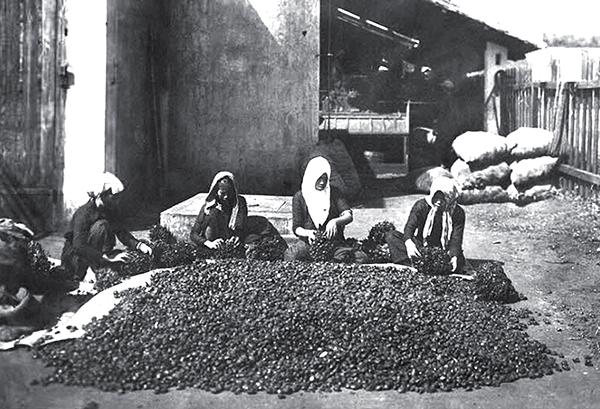 Công nhân thu hoạch quả thầu dầu tại đồn điền An Lộc. Thời điểm này thầu dầu đang được trồng thử nghiệm nên diện tích không nhiều.