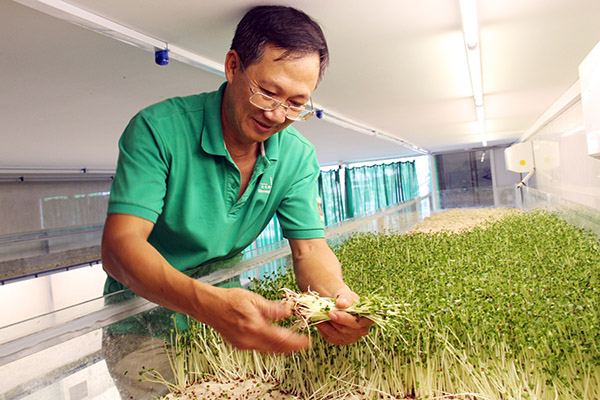 Mô hình trồng rau mầm trên san hô của ông Hoàng Thông Thái tại phường An Bình, TP.Biên Hòa.