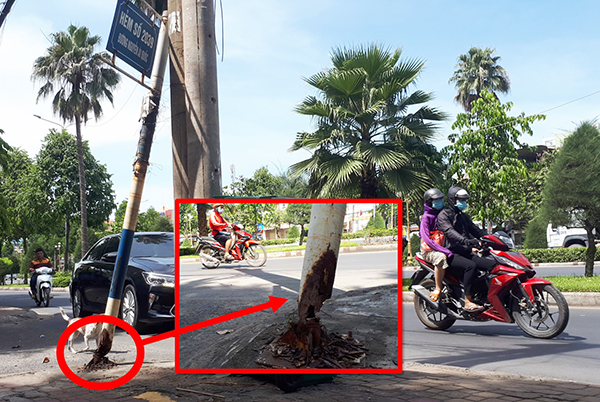 Một cột trụ bảng tên hẻm đã bị mục gốc, có khả năng đổ xuống bất cứ lúc nào trên đường Nguyễn Ái Quốc, đoạn gần nút giao Vườn Mít (TP.Biên Hòa).