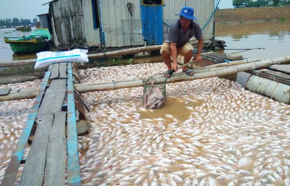 Cá chết hàng loạt trên sông La Ngà vào ngày 21-5 (ảnh: TL)