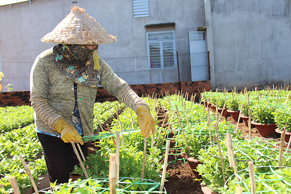 Nhân công chăm sóc một vườn hoa tết ở xã Quang Trung, huyện Thống Nhất.