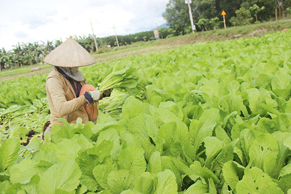 Nông dân trồng rau tại huyện Thống Nhất vui mừng vì giá các loại rau ăn lá tăng cao.