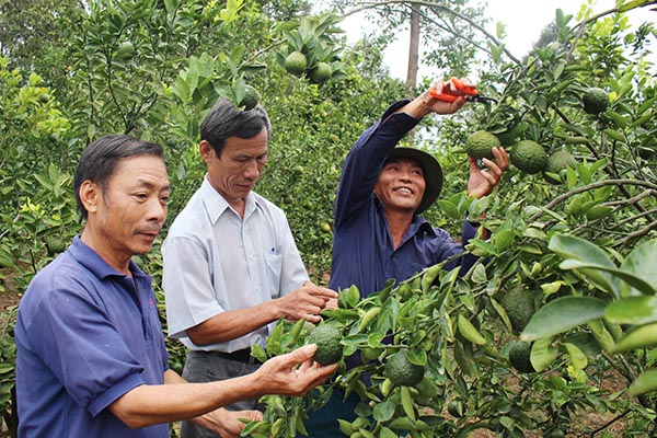 Vườn cây ăn trái của nông dân Thanh Sơn đem lại thu nhập trên 600 triệu đồng/hécta/năm.