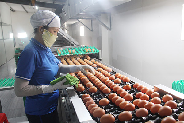 Quy trình sản xuất trứng gà hiện đại tại Công ty TNHH thương mại dịch vụ, sản xuất và chăn nuôi Thanh Đức (huyện Xuân Lộc).