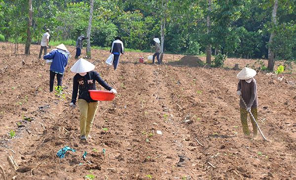 Quan tâm đến nghề nghiệp và việc làm cho người dân trong vùng dự án Trong ảnh: Lao động nông nghiệp của người dân xã Suối Trầu