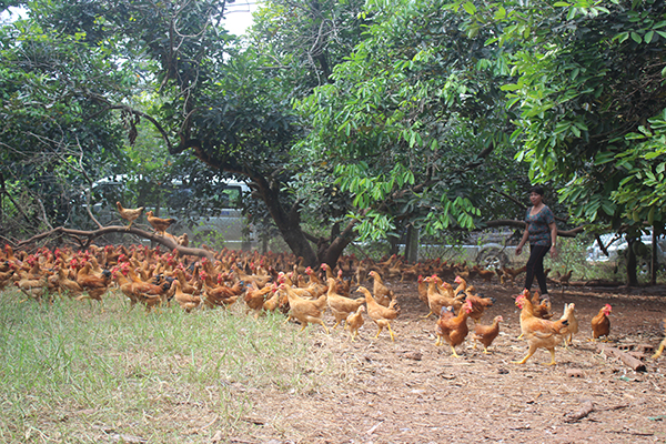 Gà ta rớt giá, gà công nghiệp đắt hàng