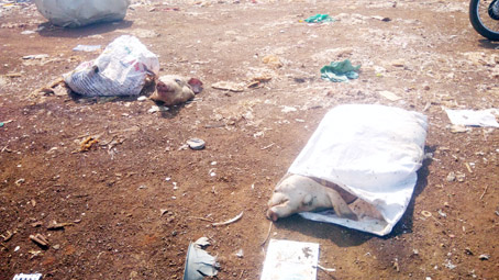 Đầu heo vứt lăn lóc tại bãi rác