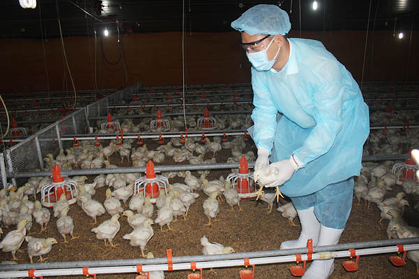 Trang trại chăn nuôi theo chuẩn xuất khẩu đi thị trường Nhật Bản của ông Nguyễn Minh Kha tại huyện Tân Phú