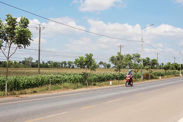 Các cánh đồng ở xã Lang Minh (huyện Xuân Lộc)  xanh ngát màu xanh của bắp vụ Đông Xuân