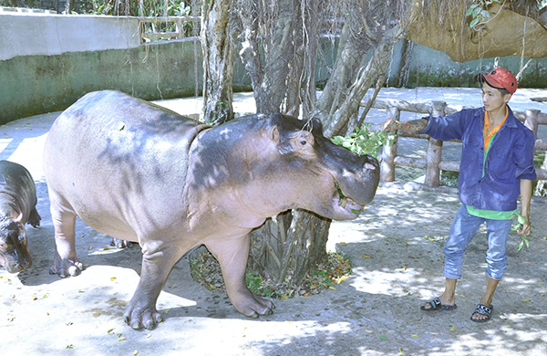 Anh Phan Thanh Thuận chăm sóc 2 mẹ con hà mã trong Khu du lịch sinh thái Vườn Xoài