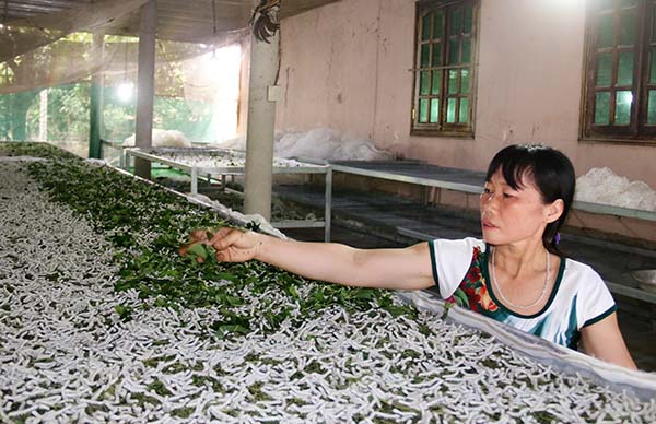 Bà Đồng Thị Hương (dân tộc Hoa, ngụ ấp 10, xã Sông Ray, huyện Cẩm Mỹ) có thêm hiểu biết để chăm sóc đàn tằm của gia đình sau lớp đào tạo nghề. 