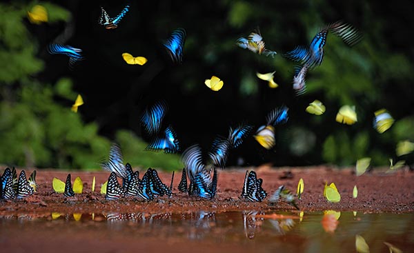 Tác phẩm Sắc màu thiên nhiên được chụp tại Chiến khu Đ của nhiếp ảnh gia Nguyễn Mạnh Hà đã đoạt giải nhất thể loại ảnh thiên nhiên trong Cuộc thi ảnh đẹp Vĩnh Cửu