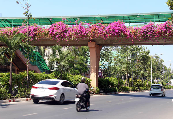 Khu vực cầu vượt dành cho người đi bộ trên đường Nguyễn Ái Quốc, đoạn phía trước Trường TH-THCS-THPT Bùi Thị Xuân trở nên rực rỡ hơn với giàn hoa giấy nở rộ.