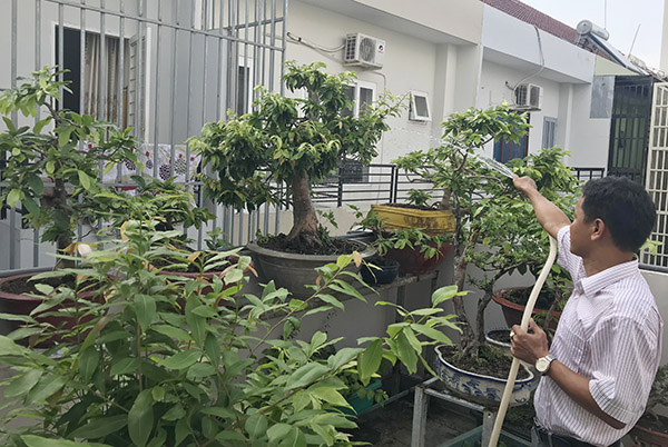Một hộ dân ở phường Thống Nhất, TP.Biên Hòa trồng cây trên sân thượng. Ảnh: K.Liễu