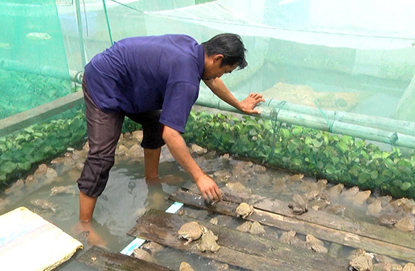 Anh Trần Văn Cường (xã La Ngà, huyện Định Quán) chăm sóc ếch nuôi kết hợp với cá bè