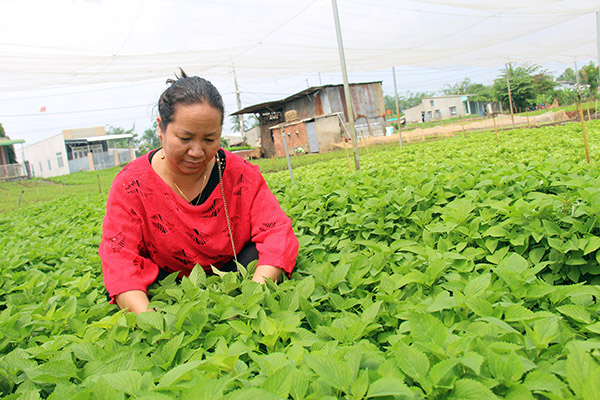Bà An Tú Anh, Giám đốc Hợp tác xã rau Tân Yên (xã Gia Tân 3, huyện Thống Nhất) khảo sát vườn rau của các thành viên
