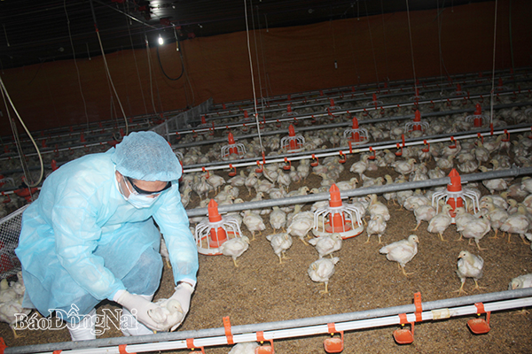 Chăn nuôi gia cầm tăng trưởng tốt, đảm bảo nguồn cung cho thị trường trong trường hợp thiếu hụt thịt heo (ảnh chụp tại một trang trại nuôi gà công nghiệp ở huyện Tân Phú). Ảnh: B.Nguyên