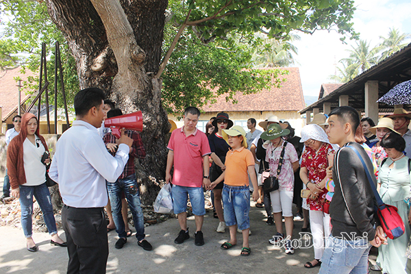 Một cây bàng cổ thụ rợp bóng mát trong Di tích Trại Phú Hải