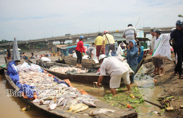 Vụ cá chết lớn nhất với tổng số lượng lên đến 2 ngàn tấn xảy ra tại khu vực nuôi cá bè La Ngà (Định Quán) vào tháng 5-2018. Ảnh: TL