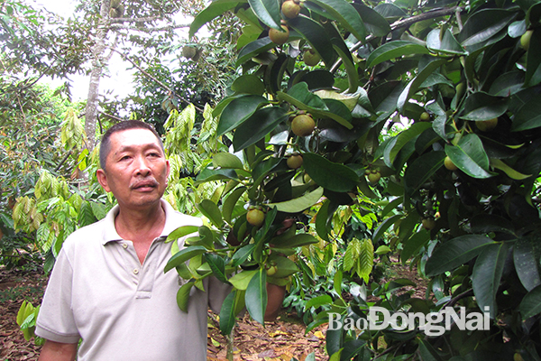 Măng cụt là loại trái cây được trồng nhiều ở xã Hàng Gòn (TP.Long Khánh.