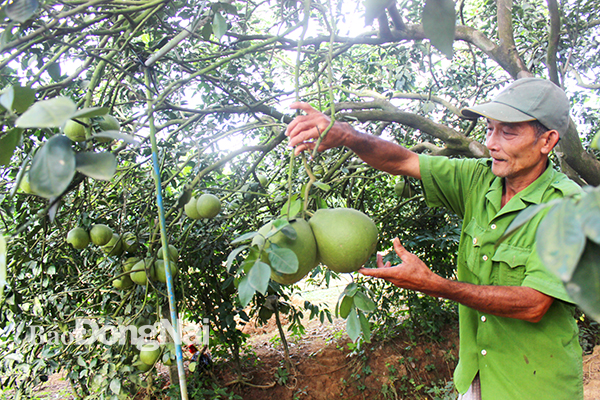Cây ăn trái hiện đang là thế mạnh của sản xuất nông nghiệp Đồng Nai. Trong ảnh: Trái bưởi Tân Triều đã được cấp chỉ dẫn địa lý