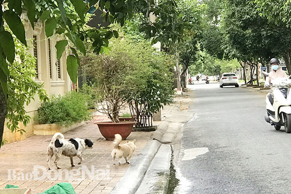 Chó thả rông trên đường phố